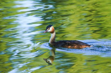 Regensburg, Almanya ve Avrupa yakınlarındaki Tuna nehrinde vahşi yaşam