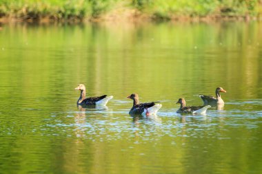Nehirdeki vahşi kuşlar