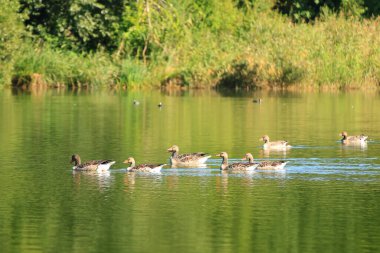 Nehirdeki vahşi kuşlar