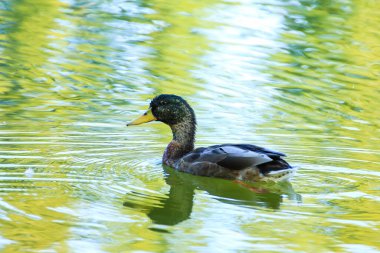 Nehirdeki vahşi kuşlar
