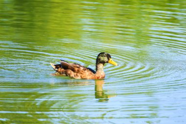 Nehirdeki vahşi kuşlar