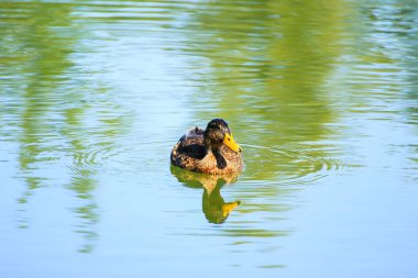 Nehirdeki vahşi kuşlar