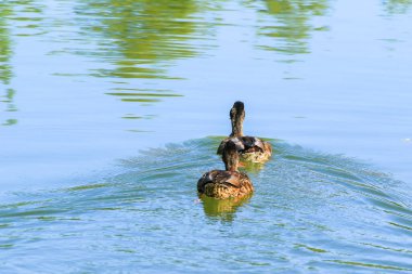 Nehirdeki vahşi kuşlar