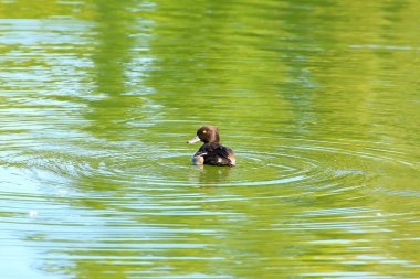 Tuna Nehri 'ndeki yaban kuşu (Tufted duck)