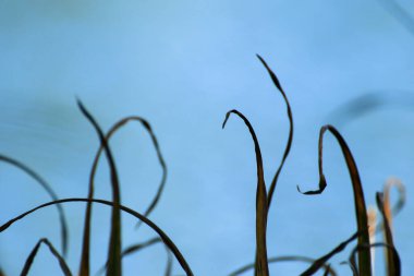 Nehir kenarındaki ağaç yaprakları ve çimenler