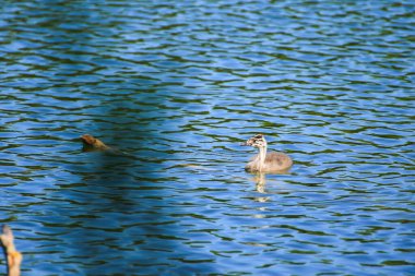 Regensburg, Almanya ve Avrupa yakınlarındaki Tuna nehrinde vahşi yaşam