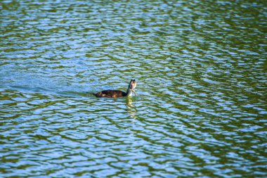 Regensburg, Almanya ve Avrupa yakınlarındaki Tuna nehrinde vahşi yaşam