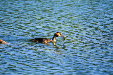 Regensburg, Almanya ve Avrupa yakınlarındaki Tuna nehrinde vahşi yaşam