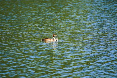 Regensburg, Almanya ve Avrupa yakınlarındaki Tuna nehrinde vahşi yaşam