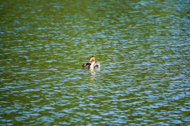 Regensburg, Almanya ve Avrupa yakınlarındaki Tuna nehrinde vahşi yaşam