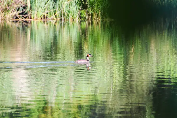 Wildlife Danube River Regensburg City Germany Europe — Stock Photo, Image