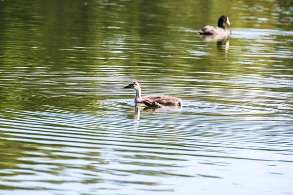 Wildtiere Auf Der Donau Bei Regensburg Deutschland Europa — Stockfoto