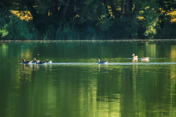 Patos Salvajes Río Danubio Cerca Ratisbona Alemania —  Fotos de Stock