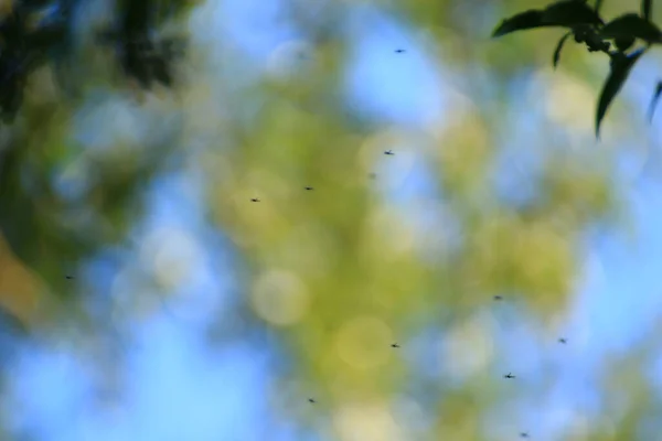 Fondo Texturizado Abstracto Primavera Mosquitos Volando Cerca Corriente Agua —  Fotos de Stock