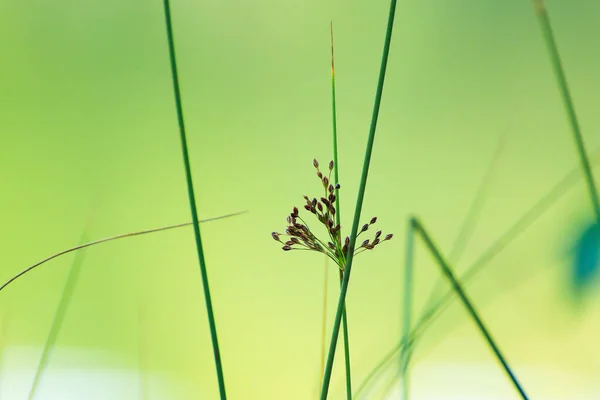 河边的野生植物和水果 — 图库照片