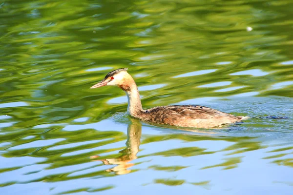 Wildtiere Auf Der Donau Bei Regensburg Deutschland Europa — Stockfoto