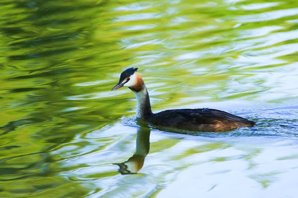 레겐스부르크 다뉴브강의 동물들 — 스톡 사진
