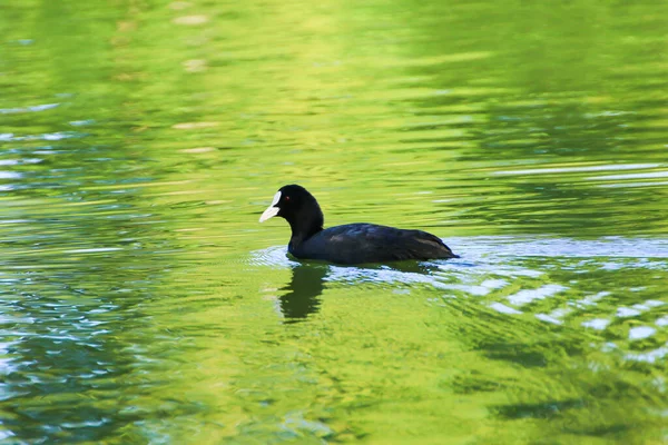 Wildenten Fulica Atra Auf Der Donau — Stockfoto