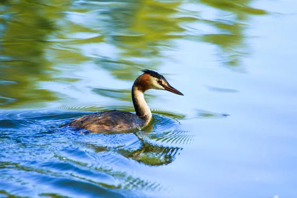 레겐스부르크 다뉴브강의 동물들 — 스톡 사진