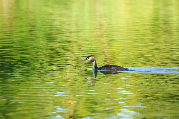 Fauna Selvatica Sul Fiume Danubio Vicino Alla Città Ratisbona Germania — Foto Stock