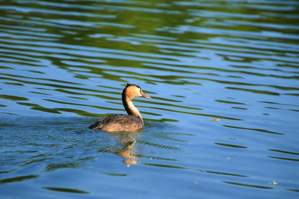 Fauna Selvatica Sul Fiume Danubio Vicino Alla Città Ratisbona Germania — Foto Stock