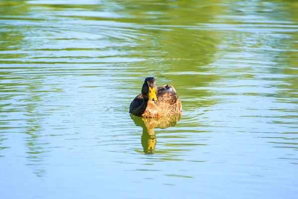 Dzikie Ptaki Rzece — Zdjęcie stockowe