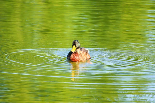 Wild Birds River — Stock Photo, Image