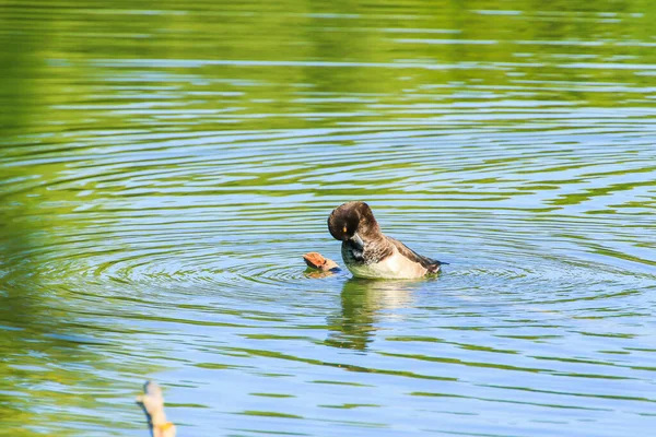 Uccello Selvatico Anatra Tufted Sul Fiume Danubio — Foto Stock