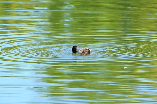 Wildvogel Tufted Duck Auf Der Donau — Stockfoto