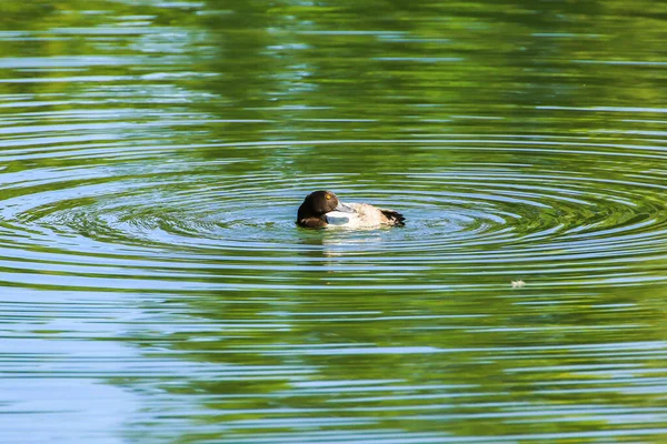 Wild Bird Tufted Duck Danube River — Stock Photo, Image