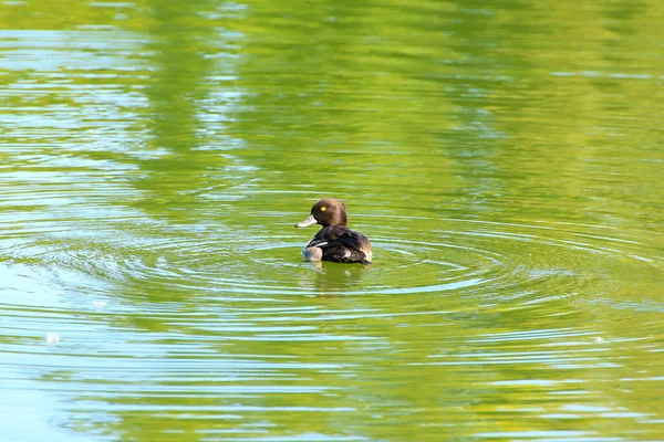 Vild Fågel Tuftad Anka Vid Donau — Stockfoto