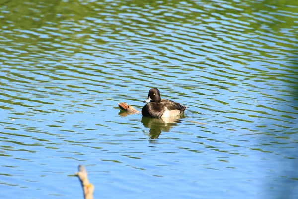 Anatra Selvatica Anatra Tufted Sul Fiume Danubio — Foto Stock