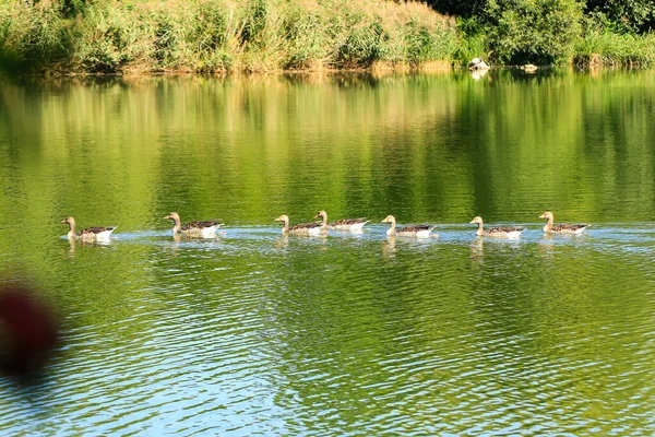 Wildvögel Auf Dem Fluss — Stockfoto