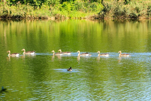 Wild Birds River — Stock Photo, Image