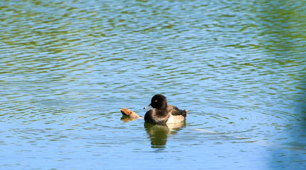 Wildenten Tufted Duck Auf Der Donau — Stockfoto