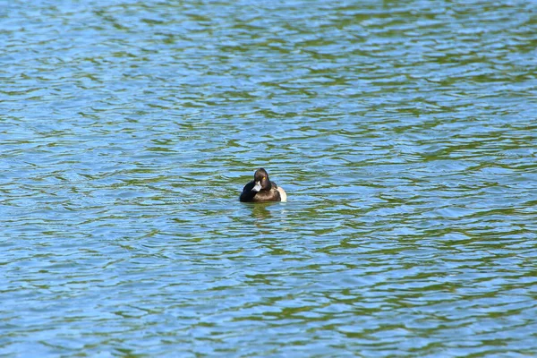 Wildenten Tufted Duck Auf Der Donau — Stockfoto