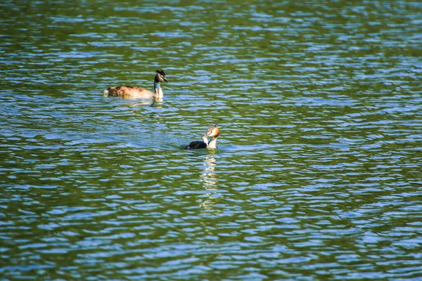 Wildtiere Auf Der Donau Bei Regensburg Deutschland Europa — Stockfoto