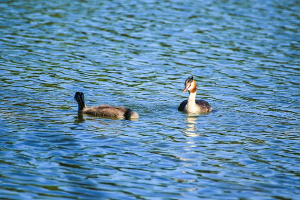 Fauna Selvatica Sul Fiume Danubio Vicino Alla Città Ratisbona Germania — Foto Stock