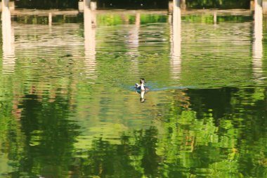 Tuna nehrinde yüzen büyük ibikli kuş.