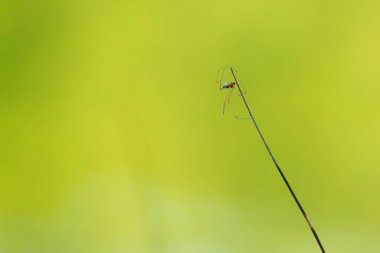 Yeşil arka plandaki çimlerde örümcek silueti
