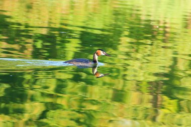 Tuna nehrinde yüzen büyük ibikli kuş.