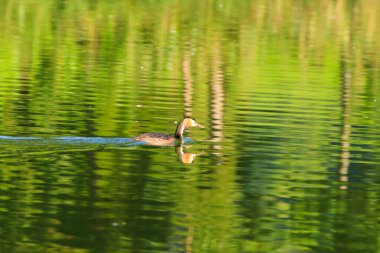 Tuna nehrinde yüzen büyük ibikli kuş.