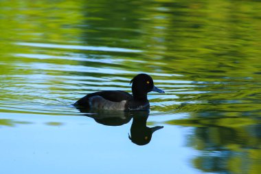 Almanya 'da Danube nehrinin yakınındaki gölde vahşi ördekler
