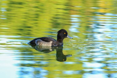 Almanya 'da Danube nehrinin yakınındaki gölde vahşi ördekler