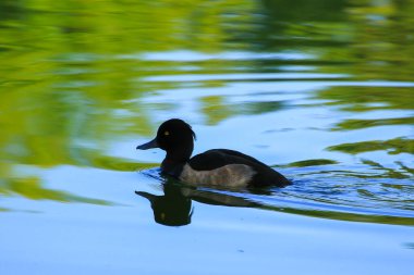 Almanya 'da Danube nehrinin yakınındaki gölde vahşi ördekler