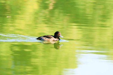 Almanya 'da Danube nehrinin yakınındaki gölde vahşi ördekler