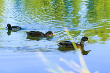 Almanya 'da Danube nehrinin yakınındaki gölde vahşi ördekler