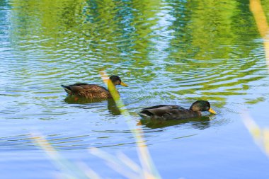 Almanya 'da Danube nehrinin yakınındaki gölde vahşi ördekler