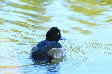 Almanya 'da Danube nehrinin yakınındaki gölde vahşi ördekler