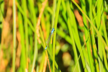 Su deresinin yanındaki yeşil çimlerde dinlenen küçük kız sineği.